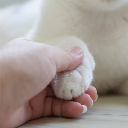 Einzigartiger Miau-Pfotenabdruck-Rahmen